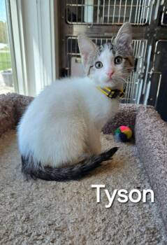 Domestic Short Hair Cats Available for Adoption in Sidney, Ohio - Tyson | PetCurious