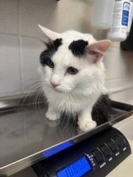 Paisley -  Domestic Short Hair Cat for Adoption in Wichita, Kansas - Paisley | PetCurious