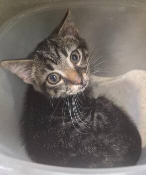 Mantis -  Domestic Short Hair Cat for Adoption in Christiansburg, Virginia - Mantis | PetCurious