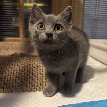 Mungbean -  Domestic Short Hair Cat for Adoption in Woodbury, New Jersey - Mungbean | PetCurious