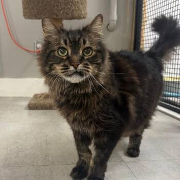 Bubba -  Domestic Long Hair Cat for Adoption in Puslinch, Ontario - Bubba | PetCurious