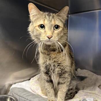 MISS KITTY -  Domestic Medium Hair Cat for Adoption in Las Vegas, Nevada - MISS KITTY | PetCurious