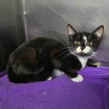 Lexi -  Domestic Short Hair Cat for Adoption in Spokane, Washington - Lexi | PetCurious