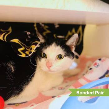 Panda (bonded w/ Tiger) -  Domestic Short Hair Cat for Adoption in Reisterstown, Maryland - Panda (bonded W/ Tiger) | PetCurious