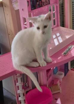 Conner -  Domestic Short Hair Cat for Adoption in Rossville, Georgia - Conner | PetCurious
