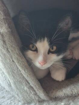 Sam 2 -  Domestic Short Hair Cat for Adoption in Arthur, Ontario - Sam 2 | PetCurious