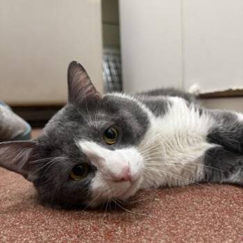 Count -  Domestic Short Hair Cat Available for Adoption in Saranac Lake, New York - Count | PetCurious
