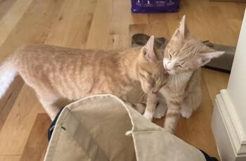 Toast (Male) & Grilled Cheese (Female) -  Domestic Short Hair Cat for Adoption in Mayfield, New York - Toast (Male) & Grilled Cheese (Female) | PetCurious