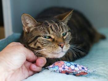 Tiger -  Domestic Short Hair Cat for Adoption - Tiger | PetCurious