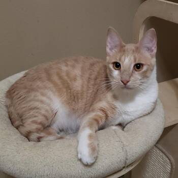 David Bowie -  Domestic Short Hair Cat for Adoption in Bulverde, Texas - David Bowie | PetCurious