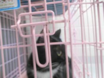 WHISKY -  Domestic Short Hair Cat for Adoption in Ocala, Florida - WHISKY | PetCurious