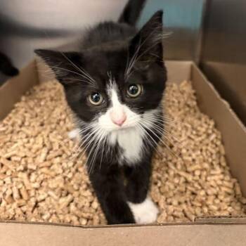 Elton John -  Domestic Long Hair Cat for Adoption in Marshall, Virginia - Elton John | PetCurious