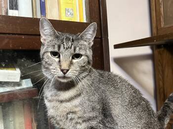 Rescue Domestic Short Hair Cats for Adoption in Mount Airy, Maryland - Anna | PetCurious