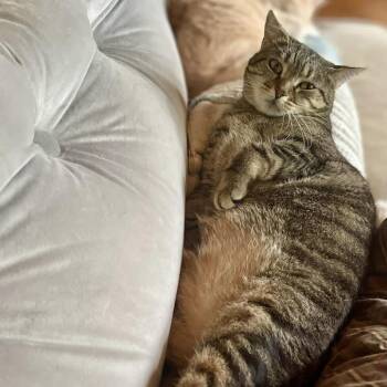 Frank -  Domestic Short Hair Cat for Adoption in Houston, Texas - Frank | PetCurious