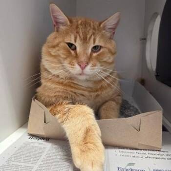 Domestic Short Hair Cats Available for Adoption in Phoenixville, Pennsylvania - Beaver | PetCurious