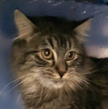 Rescue Domestic Medium Hair Cats for Adoption in Sault Ste. Marie, Michigan - Lilly | PetCurious