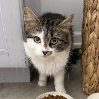 Sassy -  Domestic Long Hair Cat for Adoption in Chattanooga, Tennessee - Sassy | PetCurious