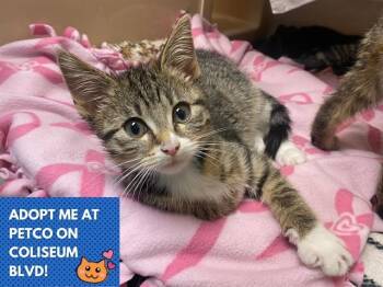 STEVE -  Domestic Short Hair Cat for Adoption in Fort Wayne, Indiana - STEVE | PetCurious