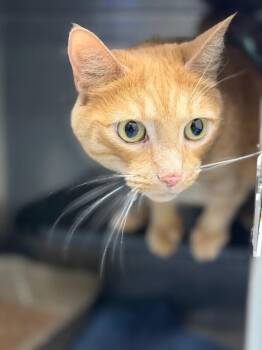 kitty -  Domestic Short Hair Cat for Adoption in Burgaw, North Carolina - Kitty | PetCurious