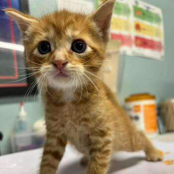 Marinara (Noodle 2) -  Domestic Short Hair Cat for Adoption in Edwardsville, Illinois - Marinara (Noodle 2) | PetCurious