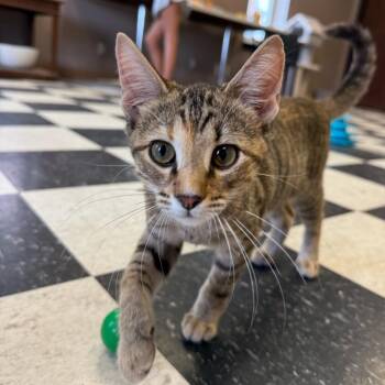 Cleo -  Domestic Short Hair Cat for Adoption in Okmulgee, Oklahoma - Cleo | PetCurious