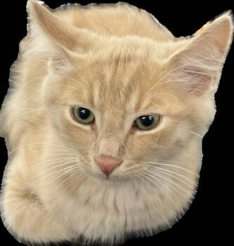 Tilmon -  Domestic Medium Hair Cat for Adoption in Redlands, California - Tilmon | PetCurious
