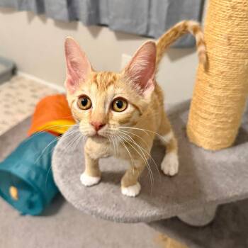 Hallie -  Domestic Short Hair Cat for Adoption in San Tan Valley, Arizona - Hallie | PetCurious