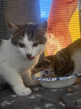Rescue Domestic Short Hair and Tabby Cats for Adoption in Minneapolis, Minnesota - Beaker | PetCurious