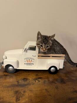 Domestic Short Hair Cats Available for Adoption in Wheaton, Illinois - Sabbadin | PetCurious