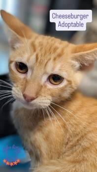 Cheeseburger -  Domestic Short Hair Cat for Adoption in Honolulu, Hawaii - Cheeseburger | PetCurious