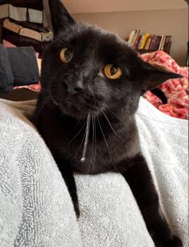 Rescue Bombay and Domestic Short Hair Cats for Adoption in Theodore, Alabama - Jyoti (Jo) | PetCurious