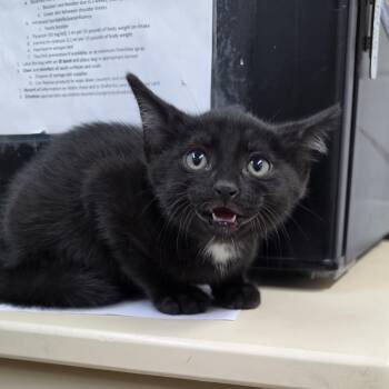Domestic Short Hair Cats Available for Adoption in Ardmore, Oklahoma - Gus | PetCurious