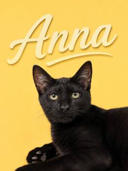 Anna (FCID# 06/11/2026 - 26 Middletown PS) -  Domestic Short Hair Cat for Adoption in Greenville, Delaware - Anna (FCID# 06/11/2026 - 26 Middletown PS) | PetCurious