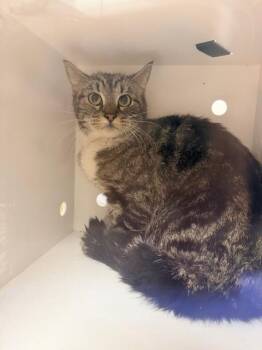 Domestic Short Hair Cats Available for Adoption in Ontario, California - WISP- BARN CAT | PetCurious