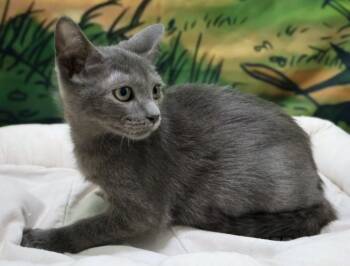 Russian Blue and Domestic Short Hair Cats Available for Adoption in Douglasville, Georgia - Apollo | PetCurious