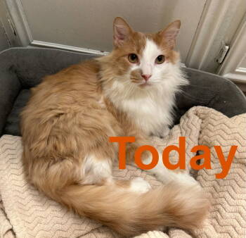 Rescue Domestic Long Hair Cats for Adoption in Dickinson, Texas - Tony | PetCurious