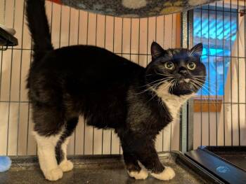 Domestic Short Hair Cats Available for Adoption - Carmilla | PetCurious
