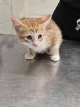 Domestic Short Hair Cats Available for Adoption in Covington, Louisiana - Pomelo | PetCurious