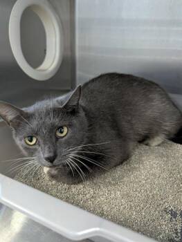 WILLA -  Domestic Short Hair Cat for Adoption in Brunswick, Georgia - WILLA | PetCurious