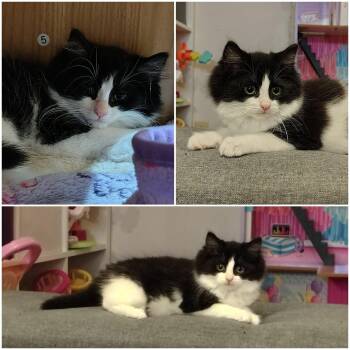 ENID -  Domestic Medium Hair Cat for Adoption in Delson, Quebec - ENID | PetCurious