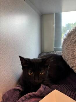 BINGO CHAMPION -  Domestic Long Hair Cat for Adoption in Leesburg, Virginia - BINGO CHAMPION | PetCurious