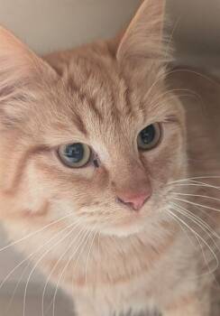 Domestic Long Hair and Domestic Short Hair Cats Available for Adoption in Anchorage, Alaska - BRUNE | PetCurious