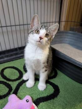 Sputnik -  Domestic Short Hair Cat for Adoption in Bloomsburg, Pennsylvania - Sputnik | PetCurious