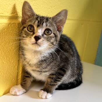 Bussi -  Domestic Short Hair Cat for Adoption in Roxboro, North Carolina - Bussi | PetCurious
