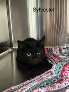 Domestic Short Hair Cats Available for Adoption - Sylvester | PetCurious