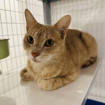 Rescue Domestic Short Hair Cats for Adoption in Fort Worth, Texas - Trevor | PetCurious