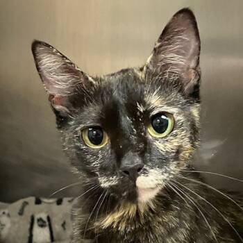 Rescue Domestic Short Hair Cats for Adoption in Las Cruces, New Mexico - Stormy | PetCurious