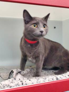 Rescue Domestic Short Hair Cats for Adoption in Peoria, Illinois - CECILE | PetCurious