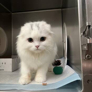 Gustav -  Scottish Fold Cat for Adoption in Spokane, Washington - Gustav | PetCurious