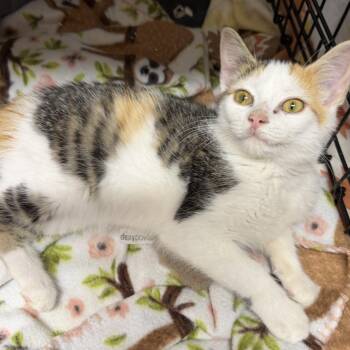 Lil Kit -  Domestic Short Hair Cat for Adoption in Washington, District Of Columbia - Lil Kit | PetCurious